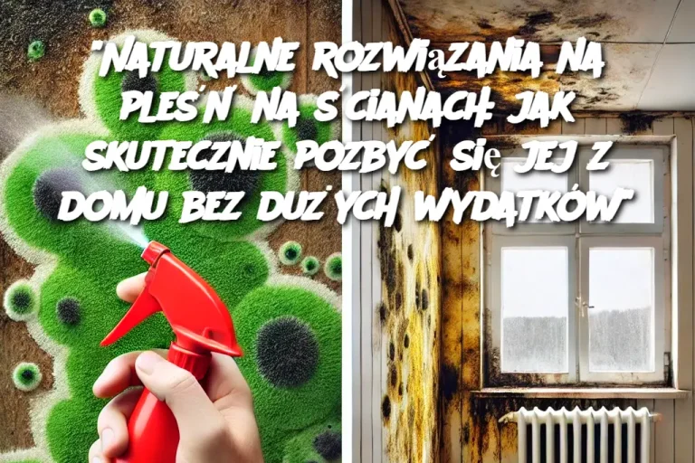 “Naturalne rozwiązania na pleśń na ścianach: jak skutecznie pozbyć się jej z domu bez dużych wydatków”