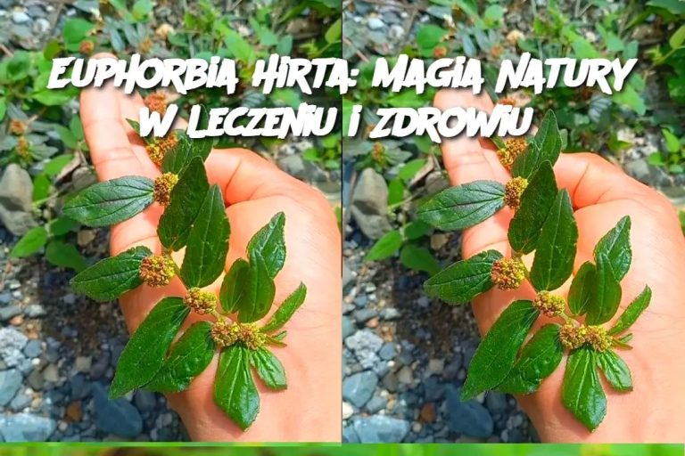 Euphorbia Hirta: Magia Natury w Leczeniu i Zdrowiu