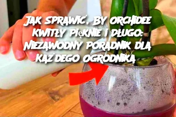 Jak Sprawić, By Orchidee Kwitły Pięknie i Długo: Niezawodny Poradnik dla Każdego Ogrodnika