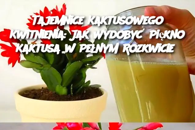 Tajemnice Kaktusowego Kwitnienia: Jak Wydobyć Piękno Kaktusa w Pełnym Rozkwicie