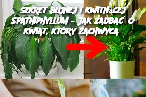 Sekret bujnej i kwitnącej Spathiphyllum – Jak zadbać o kwiat, który zachwyca