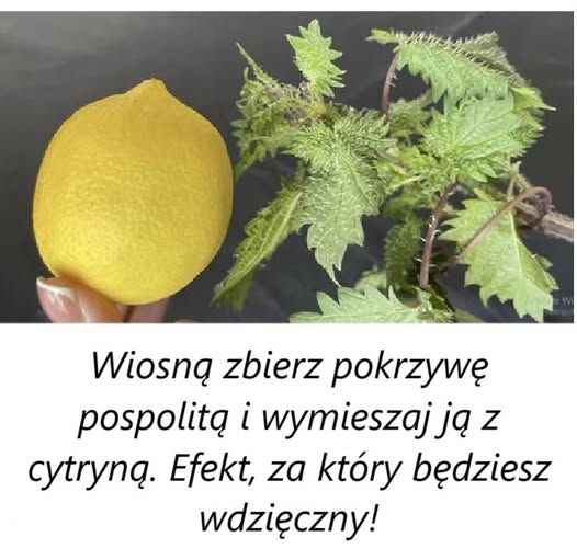 Wiosną zbierz pokrzywę pospolitą i wymieszaj ją z cytryną. Efekt, za który będziesz wdzięczny!