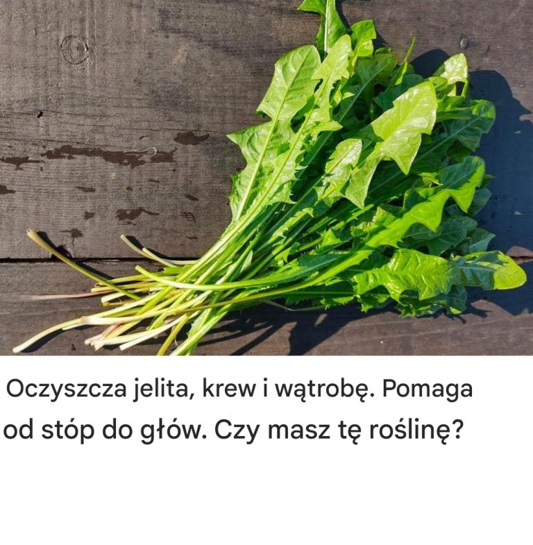 Oczyszcza jelita, krew i wątrobę. Pomaga od stóp do głów. Masz tę roślinę?