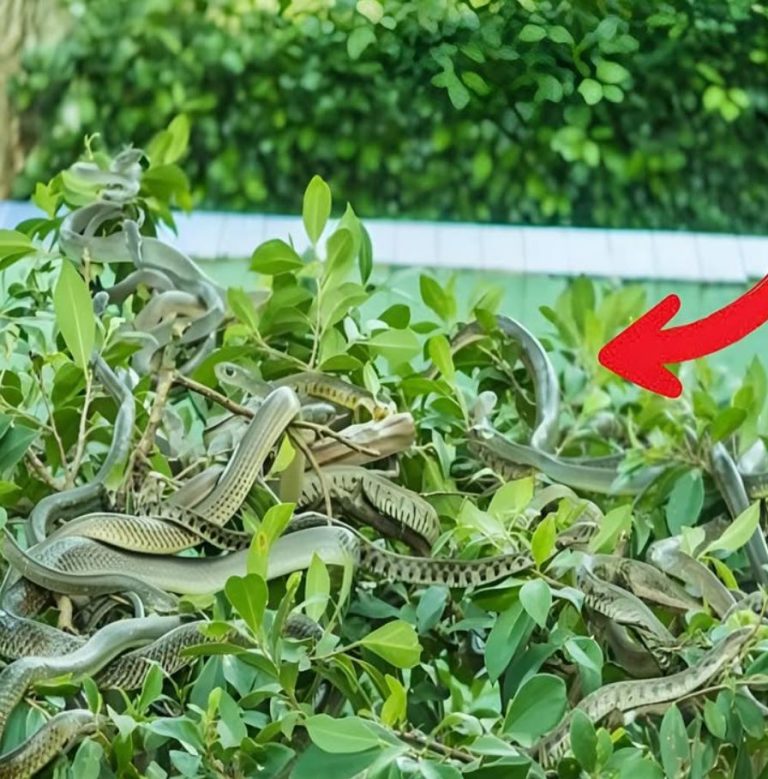 Dlaczego ta pozornie niegroźna roślina przyciąga żmije?