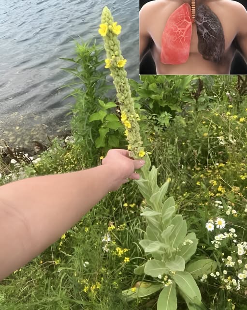 Jeśli widzisz tę roślinę, to znaczy, że siedzisz na złocie i nawet o tym nie wiesz! Większość ludzi nie