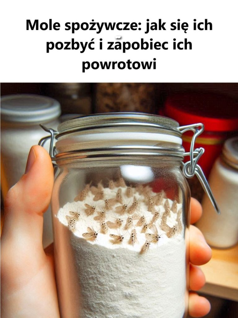 Mole spożywcze: jak się ich pozbyć i zapobiec ich powrotowi