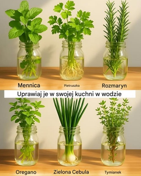 12 roślin, które rosną i kwitną w wodzie – bez ziemi i brudzenia rąk!