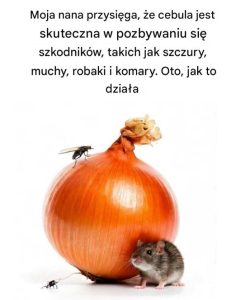 Moja nana przysięga, że cebula jest skuteczna w pozbywaniu się szkodników, takich jak szczury, muchy, robaki i komary. Oto, jak to działa