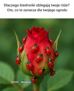 Dlaczego biedronki oblegają twoje róże? Oto, co to oznacza dla twojego ogrodu