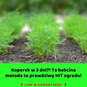 Koperek w 3 dni? Babcina metoda, którą ogrodnicy ukrywają przed światem