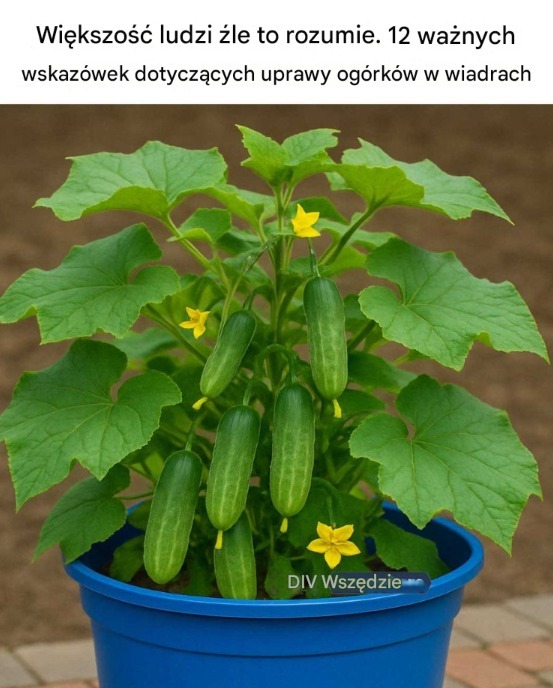 12 Kluczowych Wskazówek, Które Pomogą Ci Użyć Wiadra do Uprawy Ogórków Jak Profesjonalista