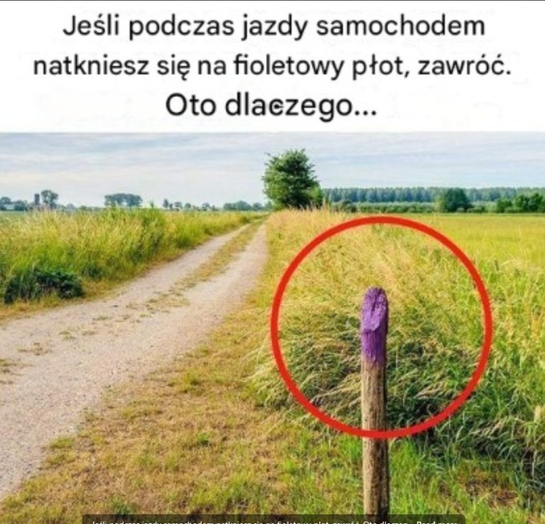 Dlaczego powinieneś natychmiast zawrócić, gdy zobaczysz fioletowy płot przy drodze? Oto, co musisz wiedzieć