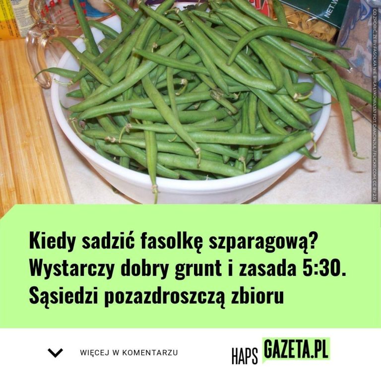 Kiedy sadzić fasolkę szparagową? Wystarczy dobry grunt i zasada 5:30. Sąsiedzi pozazdroszczą zbioru