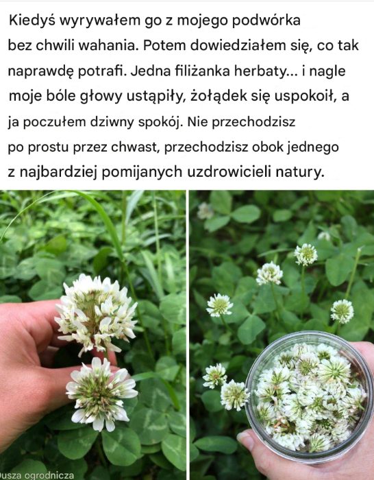 Ten “chwast” z ogrodu to ukryty skarb natury. Filiżanka naparu i… znikają bóle, stres i problemy trawienne