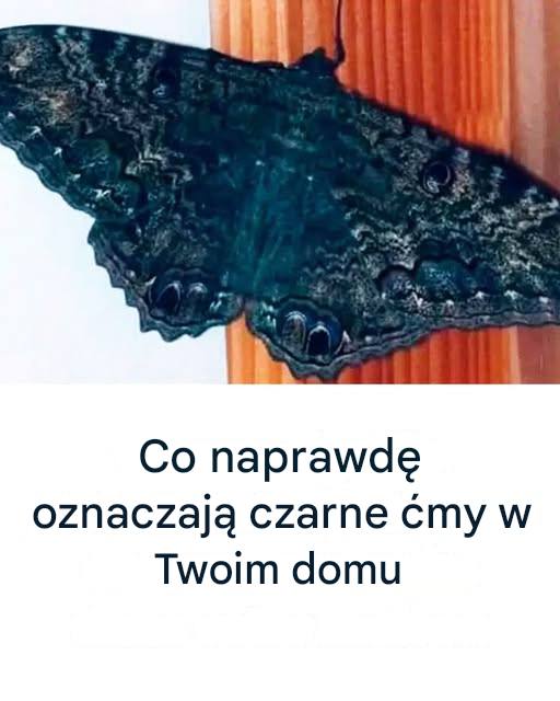 Co naprawdę oznaczają czarne ćmy w Twoim domu