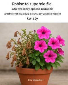 Robisz to wszystko źle. Oto właściwy sposób na usuwanie przekwitłych kwiatów petunii, aby uzyskać większe kwiaty