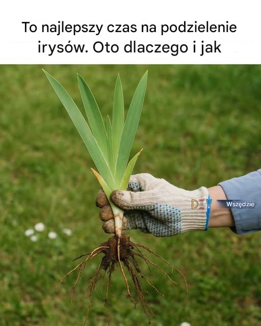To najlepszy czas na podzielenie irysów. Oto dlaczego i jak