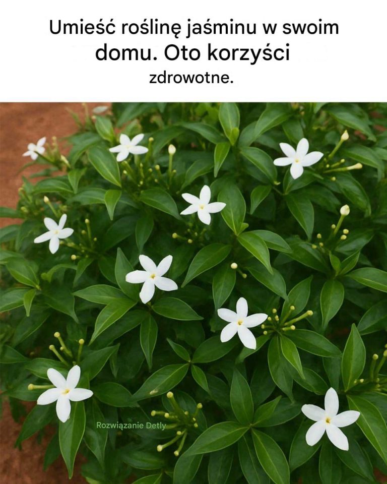 Umieść roślinę jaśminu w swoim domu. Oto korzyści zdrowotne.