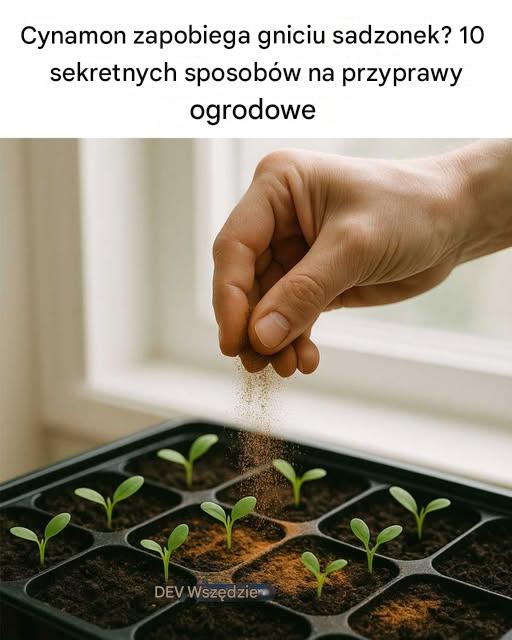 Cynamon zapobiega gniciu sadzonek? 10 sekretnych sposobów na przyprawy ogrodowe
