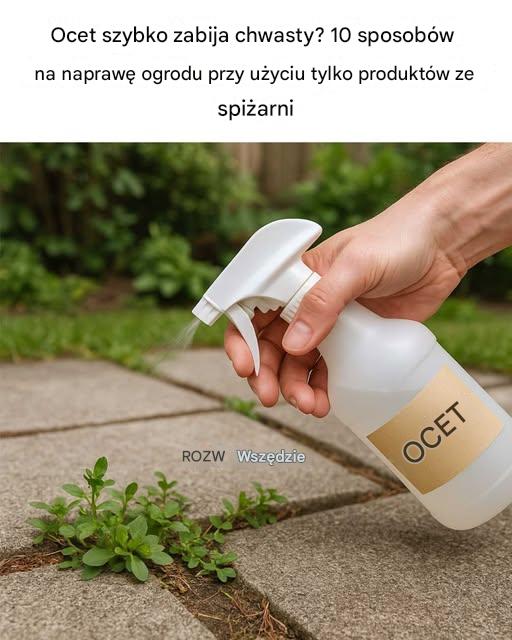 Ocet szybko zabija chwasty? 10 sposobów na naprawę ogrodu przy użyciu tylko produktów ze spiżarni